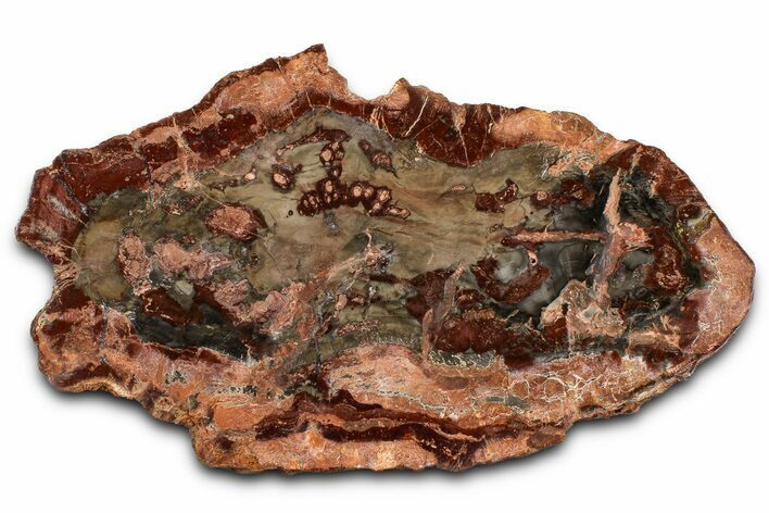 Beautiful Petrified Wood (Araucaria) Slab - Madagascar #361477